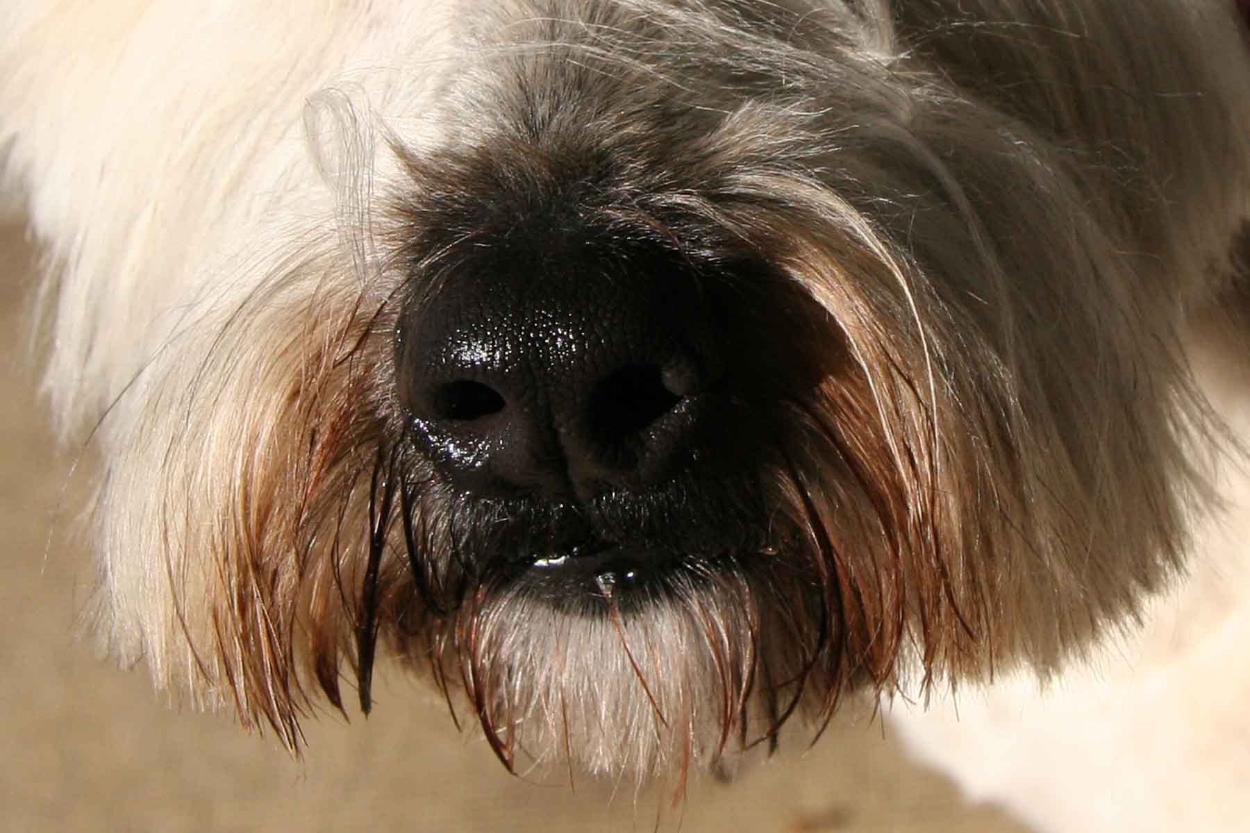 Norman's nose
