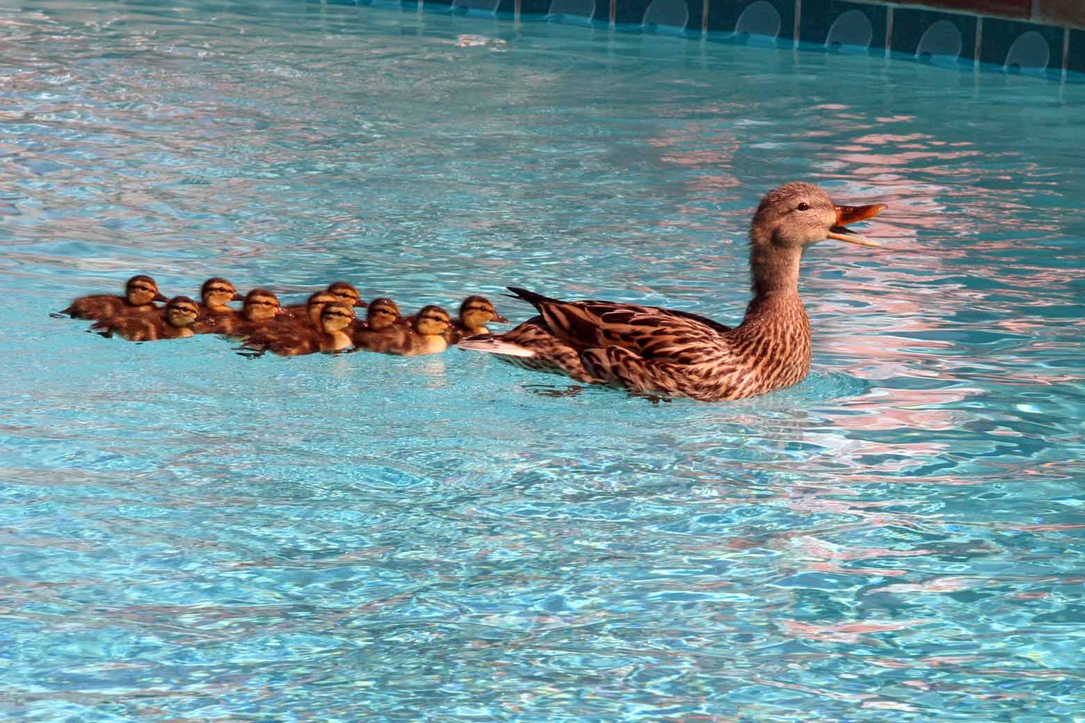 ducklings in swimming pool