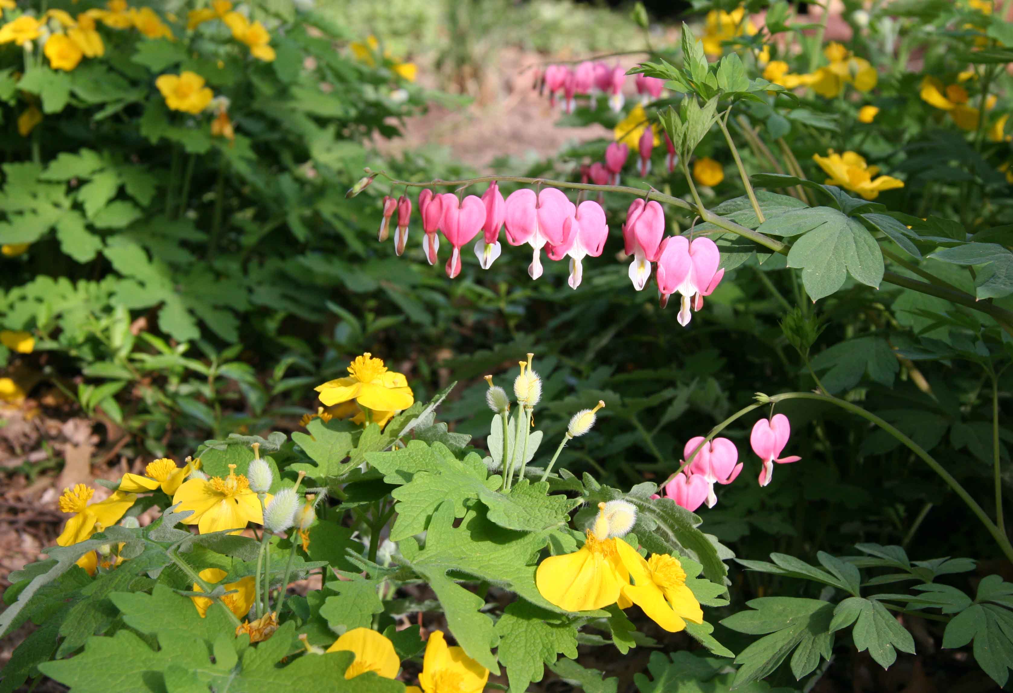 wood poppies and western bleeding hearts
